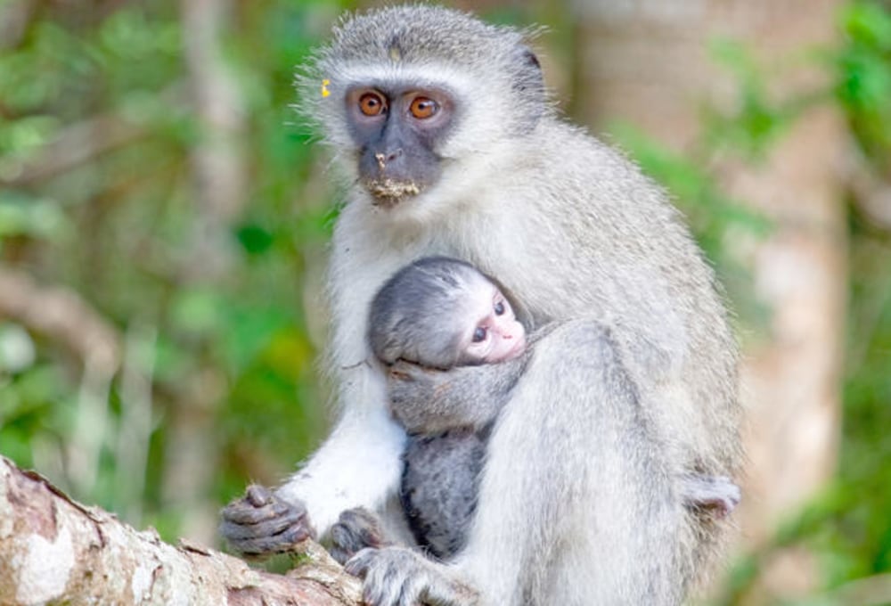 Marktbesuch in Eswatini & Fahrt nach St. Lucia